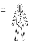 Schematic representation of the large blood circulation in the human body